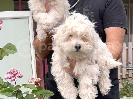 Maltese Terri̇er Yavru