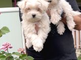 Maltese Terri̇er Yavru
