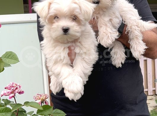 Maltese Terri̇er Yavru görsel