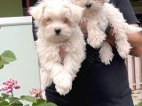 Maltese Terri̇er Yavru