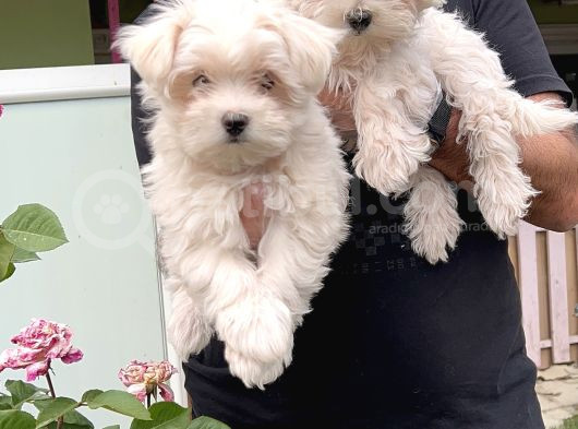 Maltese Terri̇er Yavru görsel