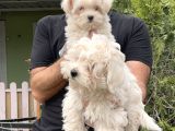 Maltese Terri̇er Yavru