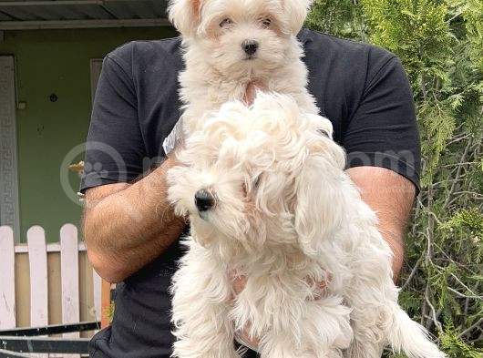 Maltese Terri̇er Yavru görsel