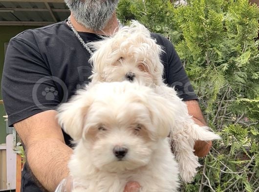 Maltese Terri̇er Yavru görsel