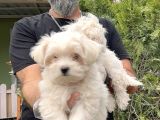 Maltese Terri̇er Yavru