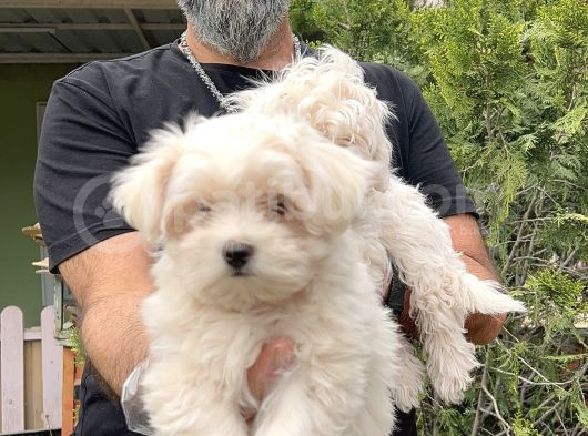 Maltese Terri̇er Yavru görsel