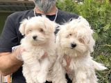 Maltese Terri̇er Yavru