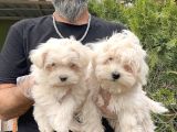 Maltese Terri̇er Yavru