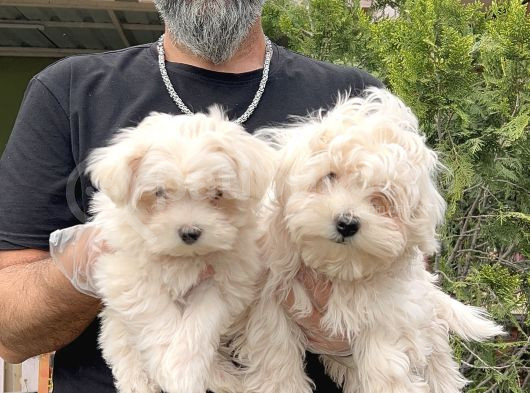 Maltese Terri̇er Yavru görsel