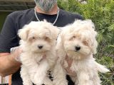 Maltese Terri̇er Yavru
