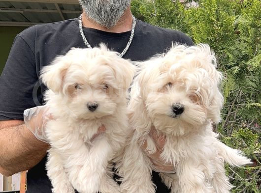 Maltese Terri̇er Yavru görsel