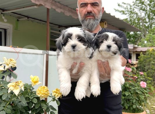 Morkie Yavru görsel