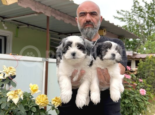 Morkie Yavru görsel