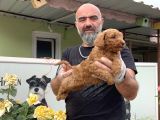 mükemmel güzellikte Poodle Yavru