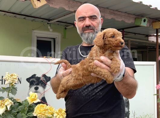Mükemmel Güzellikte Poodle Yavru