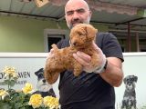 Mükemmel Güzellikte Poodle Yavru