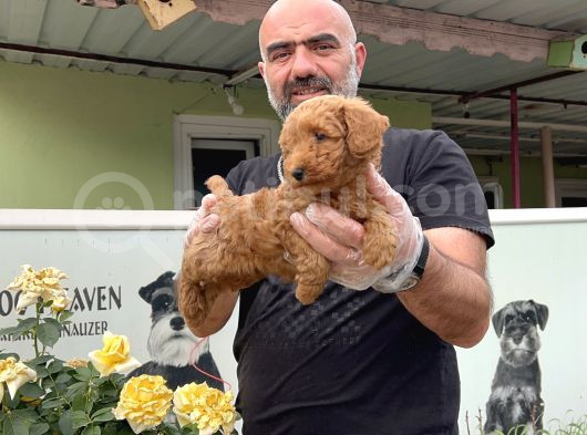 Mükemmel Güzellikte Poodle Yavru görsel