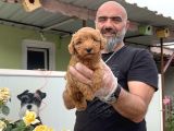 Mükemmel Güzellikte Poodle Yavru