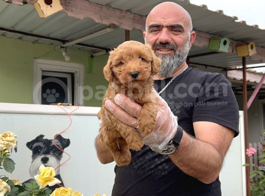 Mükemmel Güzellikte Poodle Yavru görsel