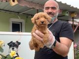 Mükemmel Güzellikte Poodle Yavru