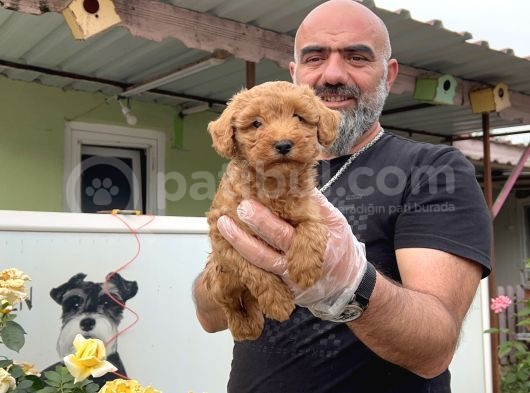 Mükemmel Güzellikte Poodle Yavru görsel