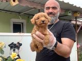 Mükemmel Güzellikte Poodle Yavru