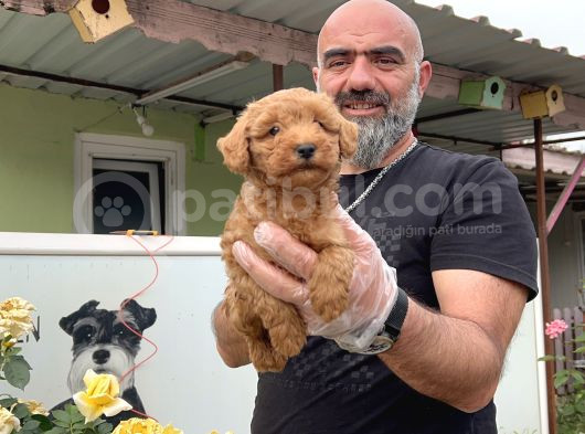 Mükemmel Güzellikte Poodle Yavru görsel