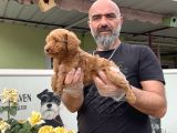 Mükemmel Güzellikte Poodle Yavru