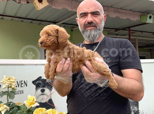 Mükemmel Güzellikte Poodle Yavru görsel