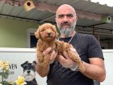 Mükemmel Güzellikte Poodle Yavru