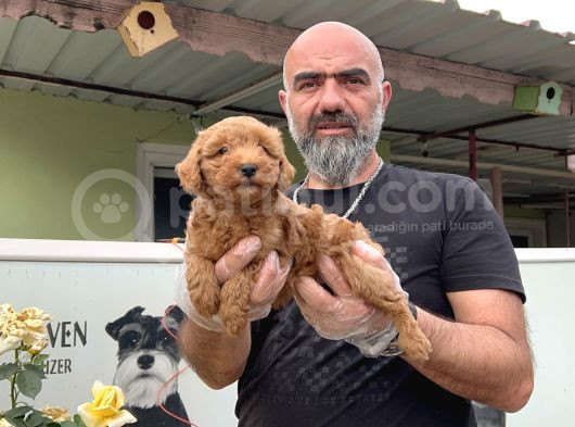 Mükemmel Güzellikte Poodle Yavru görsel