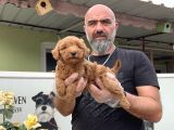 Mükemmel Güzellikte Poodle Yavru