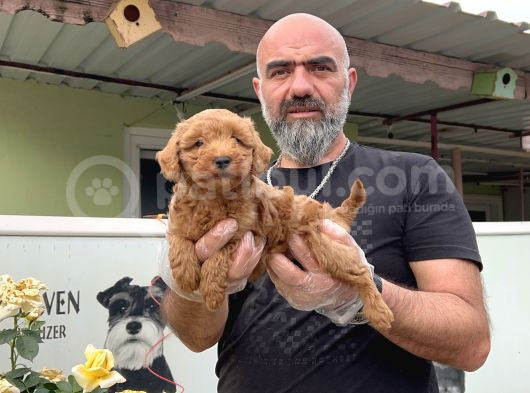 Mükemmel Güzellikte Poodle Yavru görsel