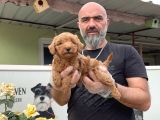Mükemmel Güzellikte Poodle Yavru