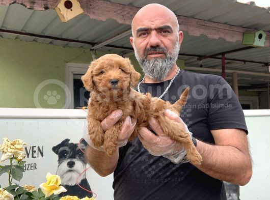 Mükemmel Güzellikte Poodle Yavru görsel