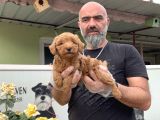 Mükemmel Güzellikte Poodle Yavru