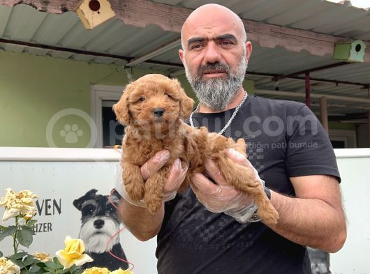 Mükemmel Güzellikte Poodle Yavru görsel