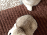 6 Mart Doğumlu Scottish Fold 2 Adet