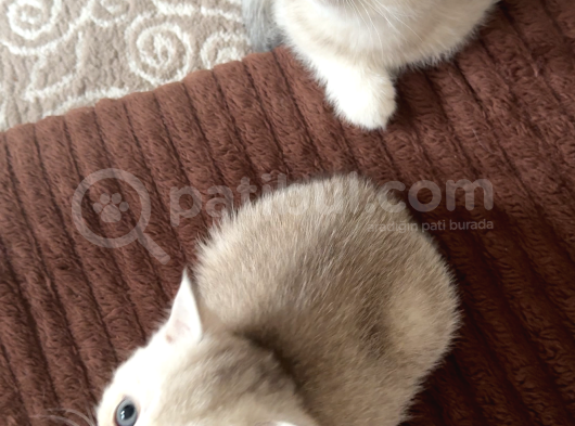 6 Mart Doğumlu Scottish Fold 2 Adet görsel