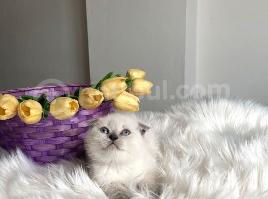 Blue Point Sağlıklı Oyuncu Yavrular görsel