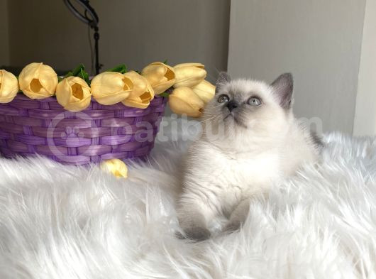 Blue Point Sağlıklı Oyuncu Yavrular