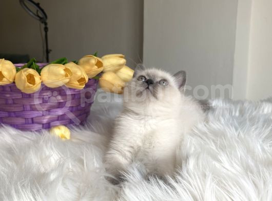 Blue Point Sağlıklı Oyuncu Yavrular görsel