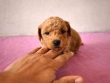 1kg250gr micro poodle uygun