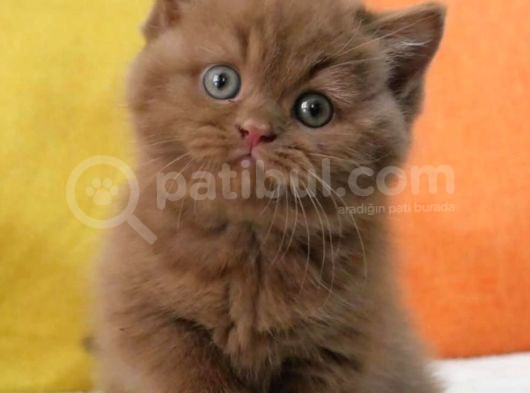 En Güzel Chocolate British Shorthair
