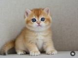 Şaheser Gibi Golden Ny12 British Shorthair