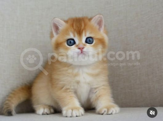 Şaheser Gibi Golden Ny12 British Shorthair görsel
