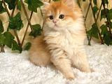 Belinda Dişi British Longhair BY12