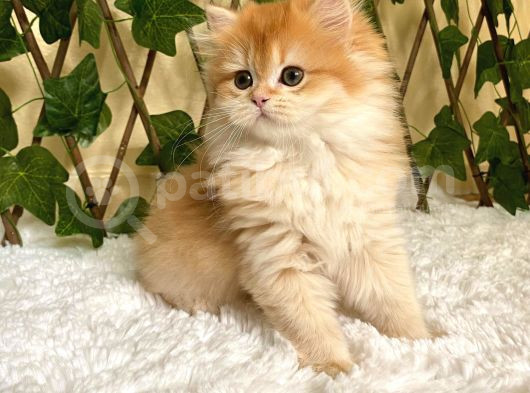 Belinda Dişi British Longhair By12