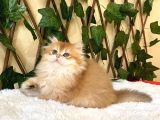 Barbie Dişi British Longhair NY11-12
