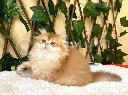 Barbie Dişi British Longhair Ny11-12